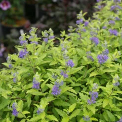 Sunshine Blue® II Bluebeard 10 Sunshine Blue® II Bluebeard -Garden Plants Store Caryopteris Sunshine Blue II 3 P