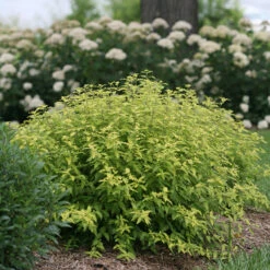 Sunshine Blue® II Bluebeard 11 Sunshine Blue® II Bluebeard -Garden Plants Store Caryopteris Sunshine Blue II 4 P