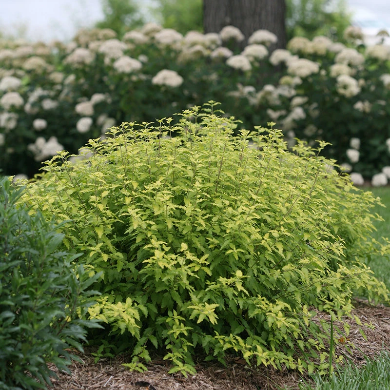 Sunshine Blue® II Bluebeard 6 Sunshine Blue® II Bluebeard - Image 4