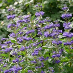 Beyond Midnight® Bluebeard -Garden Plants Store CaryopterisBeyondMidnightP1014734 800x800 b51c260