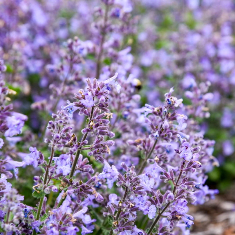 'Catwalk Queen' Catmint (Nepeta) 3 'Catwalk Queen' Catmint (Nepeta)