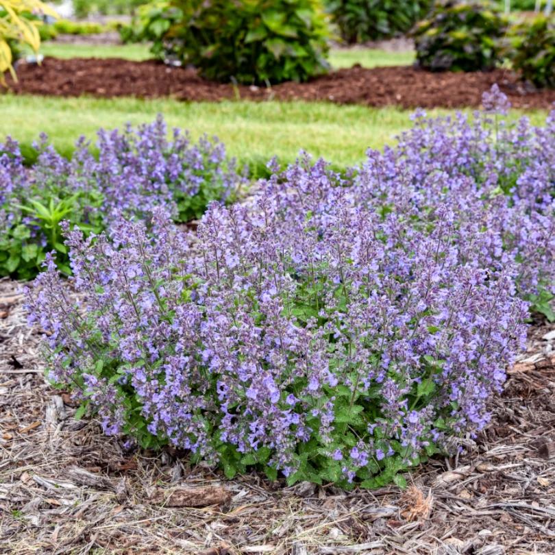 'Catwalk Queen' Catmint (Nepeta) 4 'Catwalk Queen' Catmint (Nepeta) - Image 2