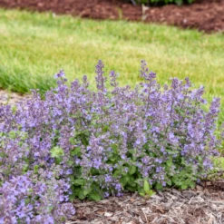 'Catwalk Queen' Catmint (Nepeta) 7 'Catwalk Queen' Catmint (Nepeta) -Garden Plants Store CatwalkQueen Catmint Nepeta 2