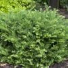 'Fritz Huber' Plum Yew 2 'Fritz Huber' Plum Yew -Garden Plants Store Cephalotaxus Fritz Huber 1 sw
