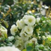 Double Take Eternal White⢠Flowering Quince 1 Double Take Eternal White⢠Flowering Quince -Garden Plants Store ChaenomelesDoubleTakeEternalWhiteDSC05805 1080x1080 cd937e0