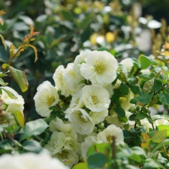 Double Take Eternal White™ Flowering Quince