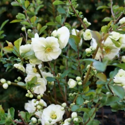 Double Take Eternal White™ Flowering Quince 9 Double Take Eternal White™ Flowering Quince -Garden Plants Store ChaenomelesDoubleTakeEternalWhiteP1151363 1080x1080 ea480fc