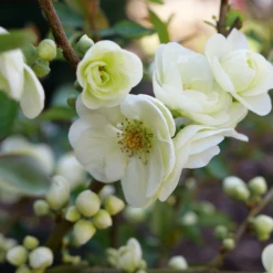 Double Take Eternal White™ Flowering Quince 10 Double Take Eternal White™ Flowering Quince -Garden Plants Store ChaenomelesDoubleTakeEternalWhiteP1151371 1080x1080 18aece4