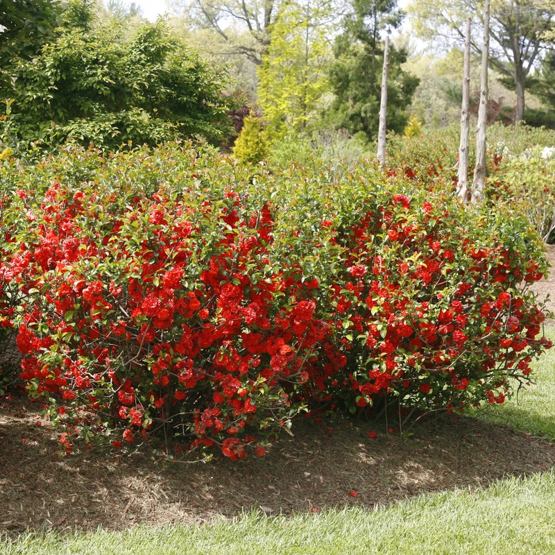 Double Take Orange™ Flowering Quince 5 Double Take Orange™ Flowering Quince - Image 3