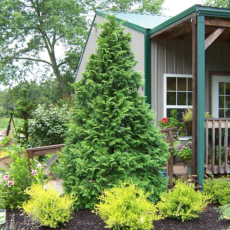 Soft Serve® False Cypress 5 Soft Serve® False Cypress - Image 3