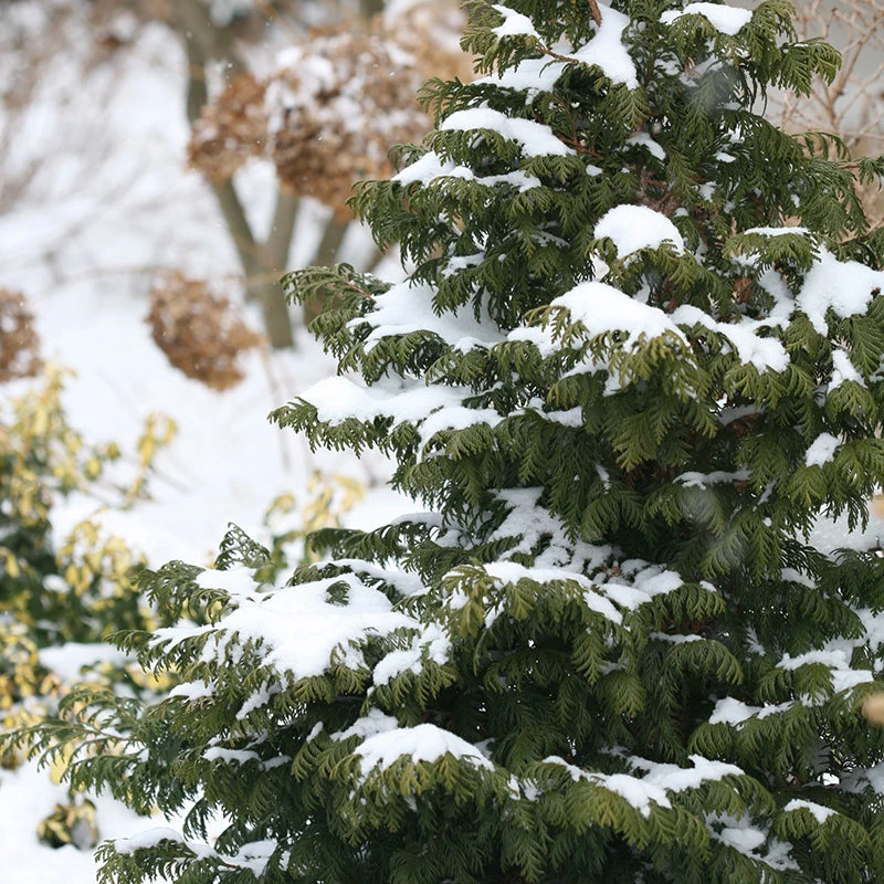 Soft Serve® False Cypress 6 Soft Serve® False Cypress - Image 4