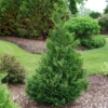 Cedar Rapids™ False Cypress -Garden Plants Store ChamaecyparisCedarRapidsP1184295 1080x1080 abf7add