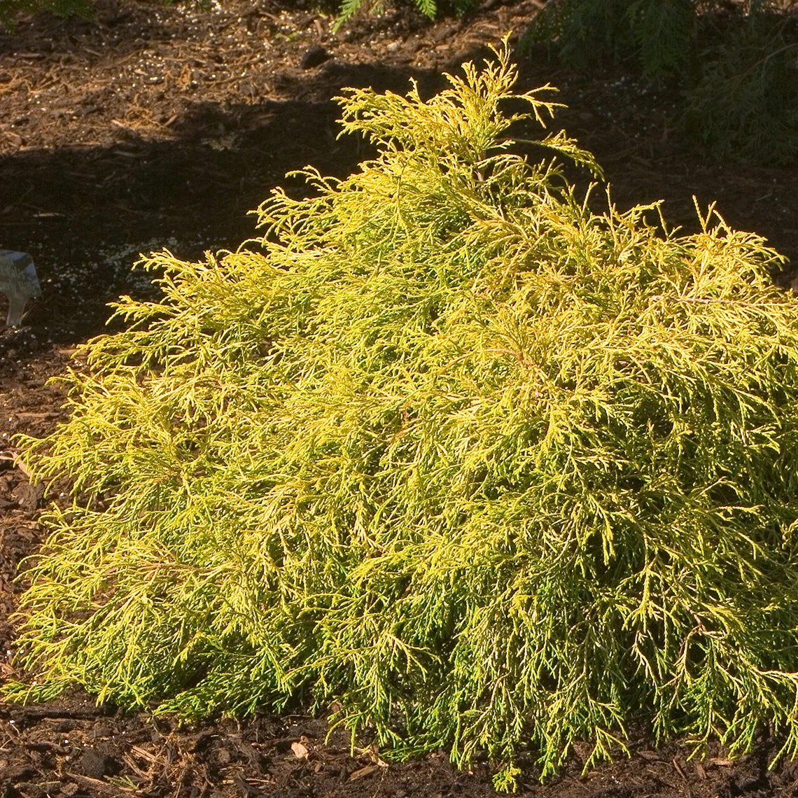 'Gold Mop' False Cypress 3 'Gold Mop' False Cypress