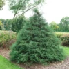 Haywire™ False Cypress 1 Haywire™ False Cypress -Garden Plants Store ChamaecyparisHaywireDSC03026LR