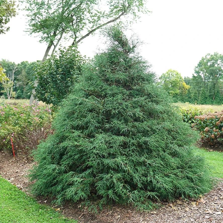 Haywire™ False Cypress 3 Haywire™ False Cypress