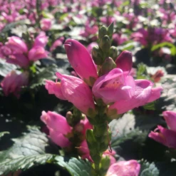 'Hot Lips' Pink Turtlehead (Chelone) -Garden Plants Store Chelone hot lips 800x800 95f10f8