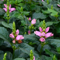 'Hot Lips' Pink Turtlehead (Chelone) -Garden Plants Store CheloneHotLips 800x800 ad0da34