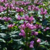 'Hot Lips' Pink Turtlehead (Chelone) -Garden Plants Store CheloneHotLips 2 800x800 b3490e3