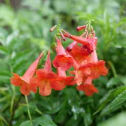 Chicklet® Red Trumpet Bush (Tecoma)