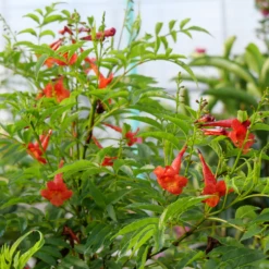 Chicklet® Red Trumpet Bush (Tecoma) -Garden Plants Store Chicklet RedTrumpetBush Tecoma 2