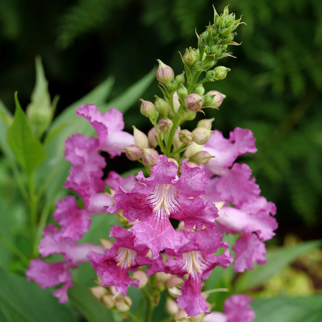 El Niño™ Chitalpa 4 El Niño™ Chitalpa - Image 2