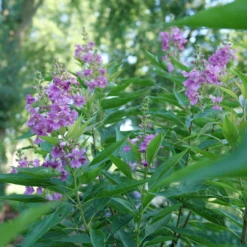 El Niño™ Chitalpa 8 El Niño™ Chitalpa -Garden Plants Store ChitalpaElNinoP1207523 1080x1080 9bbd7b3