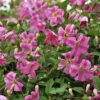 Pink Mink® Clematis 2 Pink Mink® Clematis -Garden Plants Store Clematis Pink Mink 1