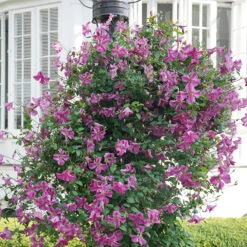 Pink Mink® Clematis -Garden Plants Store Clematis Pink Mink 3