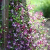 'Sweet Summer Love' Clematis 1 'Sweet Summer Love' Clematis -Garden Plants Store Clematis sweet summer love