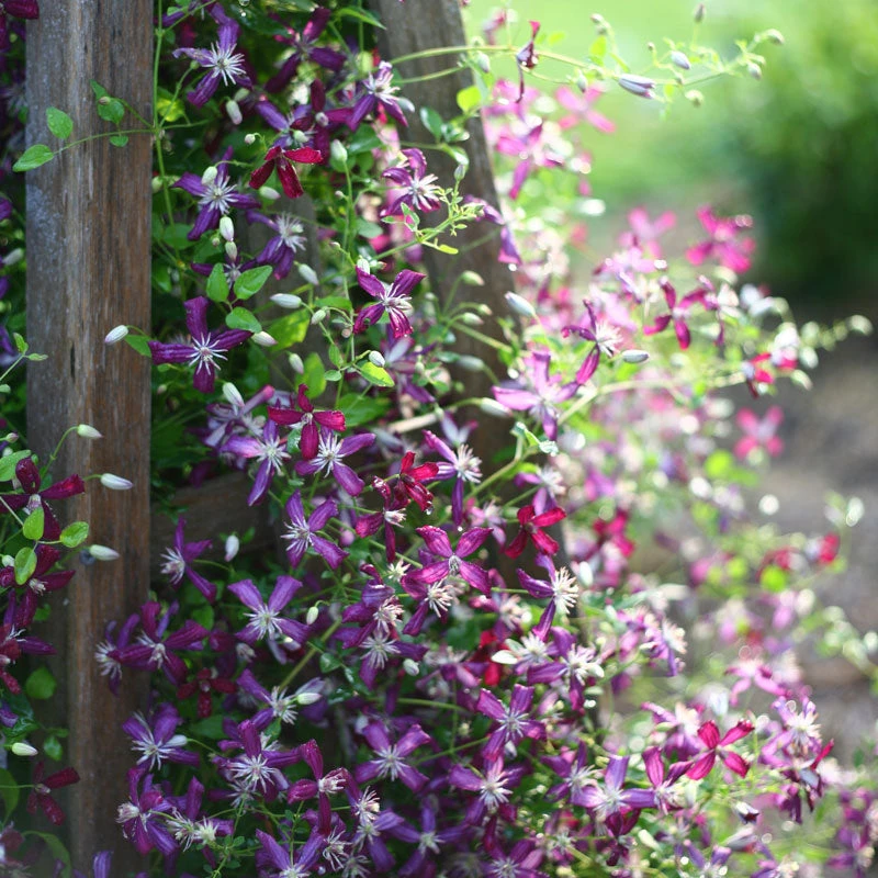 'Sweet Summer Love' Clematis 3 'Sweet Summer Love' Clematis