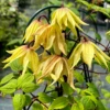 Funyellaâ„¢ Clematis 1 Funyellaâ„¢ Clematis -Garden Plants Store ClematisFunyellaIMG 7302 800x800 102149d