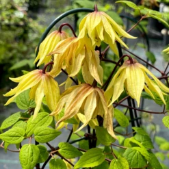 Funyella⢠Clematis
