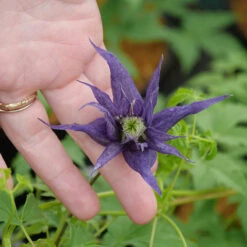 Sparky® Blue Clematis -Garden Plants Store Clematis Sparky Blue 2 P