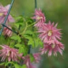 Sparky® Pink Clematis -Garden Plants Store Clematis Sparky Pink 1 P