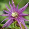 Sparky® Purple Clematis -Garden Plants Store Clematis Sparky Purple 2 P