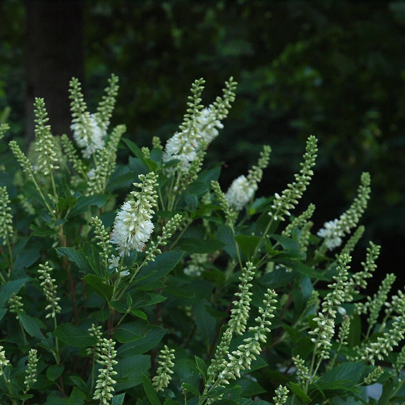 Sugartina® 'Crystalina' Summersweet 6 Sugartina® 'Crystalina' Summersweet - Image 4