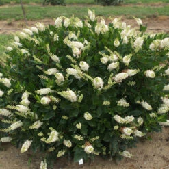 Sugartina® 'Crystalina' Summersweet 12 Sugartina® 'Crystalina' Summersweet -Garden Plants Store Clethra Sugartina Crystalina 5 P
