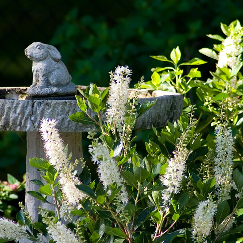 Vanilla Spice® Summersweet 4 Vanilla Spice® Summersweet - Image 2