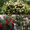 Climbing Rose Collection 2 Climbing Rose Collection -Garden Plants Store Climbing Rose Collection