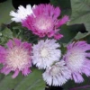 'Color Wheel' Stokes' Aster 1 'Color Wheel' Stokes' Aster -Garden Plants Store Color Wheel Stokes Aster
