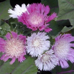 'Color Wheel' Stokes' Aster