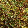 Waxwing™ Gold Mirror Bush 2 Waxwing™ Gold Mirror Bush -Garden Plants Store Coprosma Waxwing Gold 1
