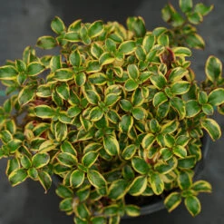 Waxwing™ Gold Mirror Bush -Garden Plants Store Coprosma Waxwing Gold 3