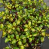 Waxwing™ Lime Mirror Bush -Garden Plants Store Coprosma Waxwing Lime 1
