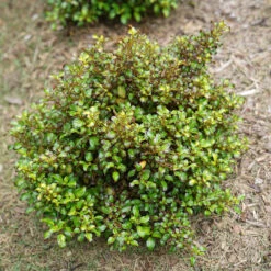 Waxwing™ Lime Mirror Bush 10 Waxwing™ Lime Mirror Bush -Garden Plants Store Coprosma Waxwing Lime 4