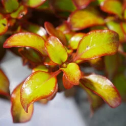 Waxwing™ Orange Mirror Bush -Garden Plants Store Coprosma Waxwing Orange 3