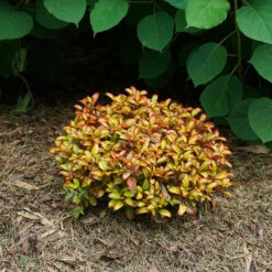 Waxwing™ Orange Mirror Bush -Garden Plants Store Coprosma Waxwing Orange 4