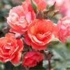 Coral Knock Out® Rose 1 Coral Knock Out® Rose -Garden Plants Store CoralKnockOut