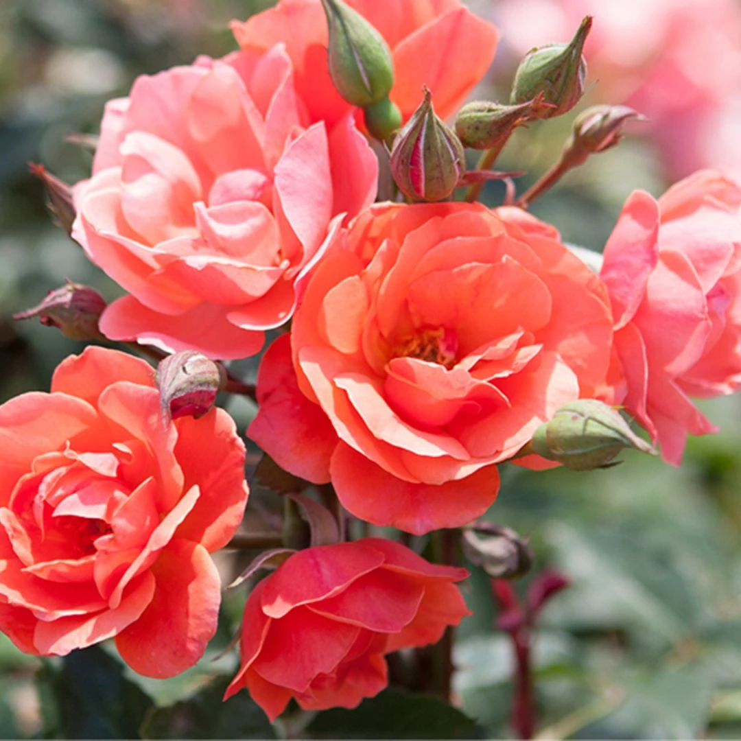 Coral Knock Out® Rose 3 Coral Knock Out® Rose