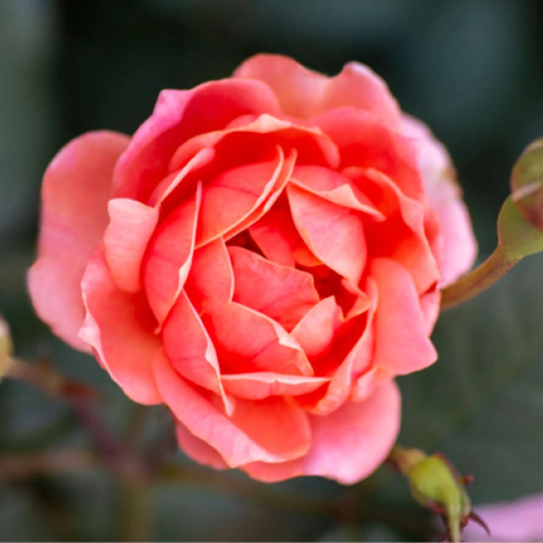 Coral Knock Out® Rose 4 Coral Knock Out® Rose - Image 2